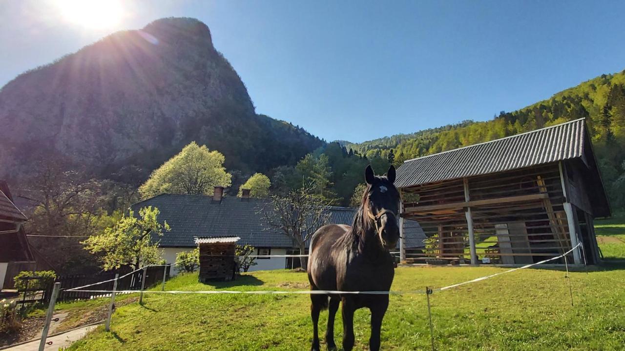 Apartmaji Pekovec Bohinj Dış mekan fotoğraf